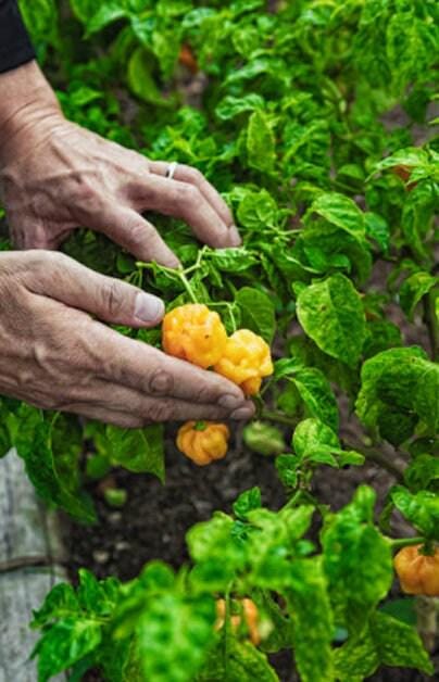 Jamaican Hot Yellow Mushroom Heirloom Hot Pepper Seeds