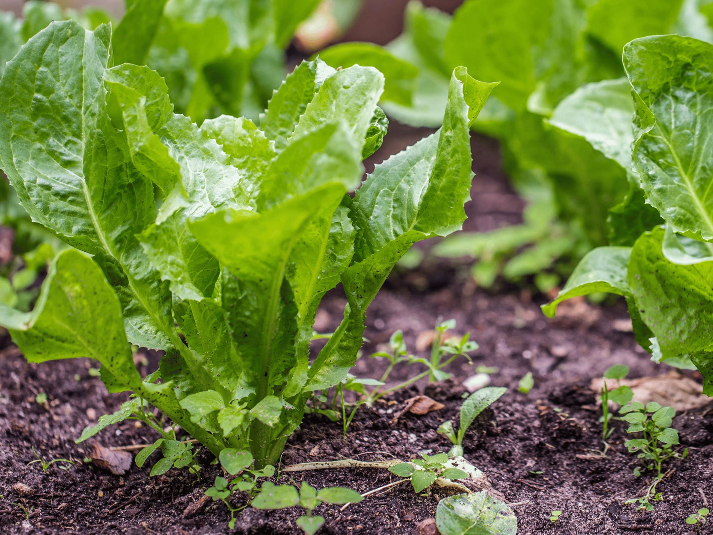A close-up view of lush green lettuce plants growing in a garden, with their leaves and stems clearly visible against the dark soil.