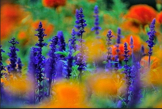 Blue Sage Heirloom Salvia Seeds