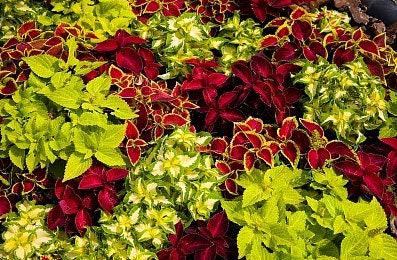 Rainbow Blend Coleus Heirloom Seeds
