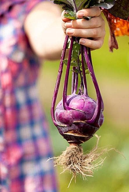 Early Vienna Purple Kohlrabi Heirloom Seeds