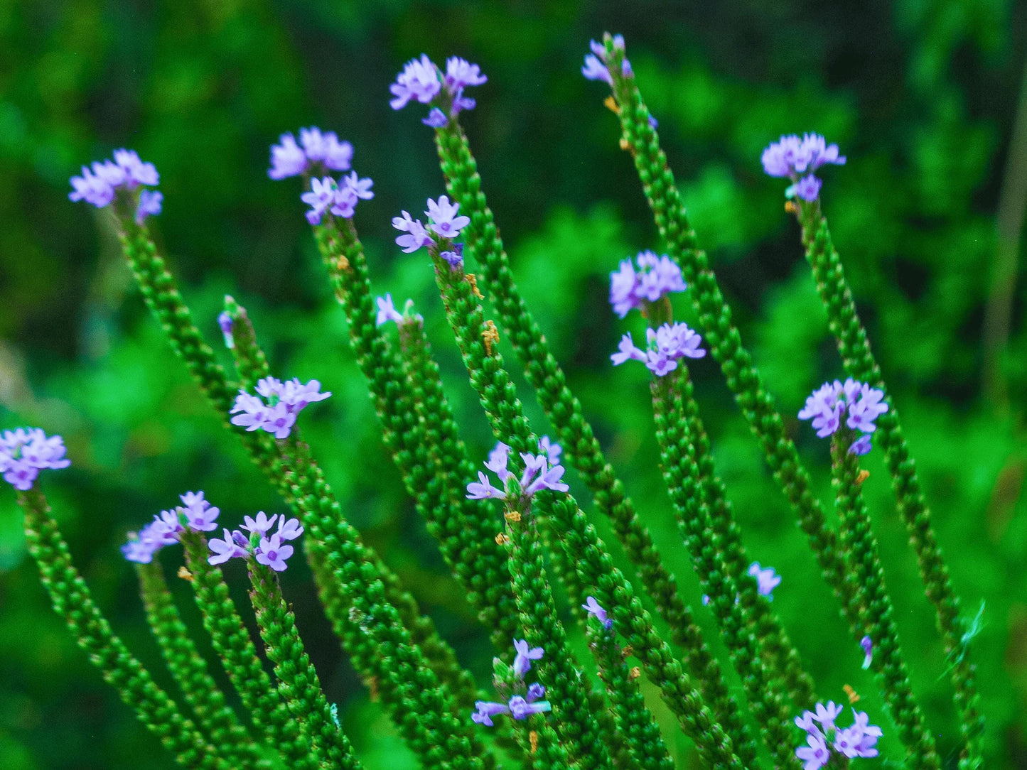 A close-up view of a cluster of green plants with purple flowers blooming on them, set against a blurred green background.