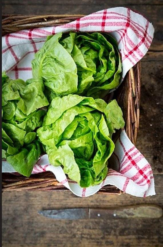 Kentucky Bibb Heirloom Butterhead Lettuce Seeds