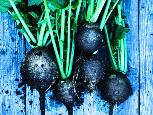 Black Spanish Heirloom Radish Seeds