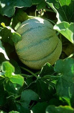 Hale's Best Jumbo Cantaloupe/Muskmelon Heirloom Melon Seeds