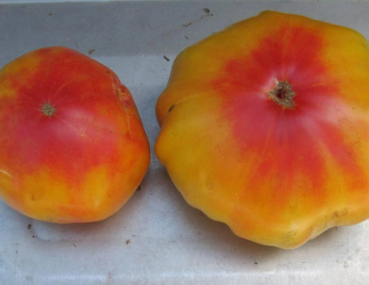 Old German Heirloom Beefsteak Tomato Seeds