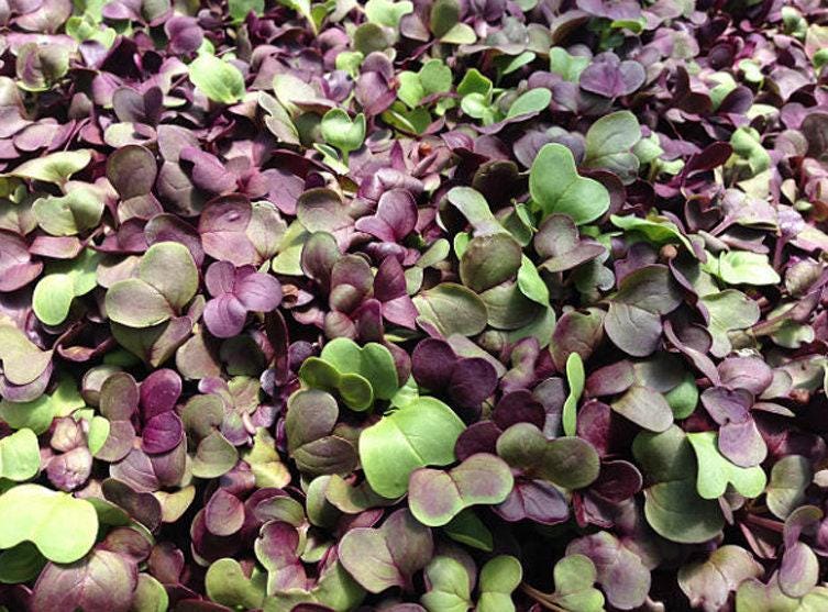 Izzie's Blend Microgreen Mix