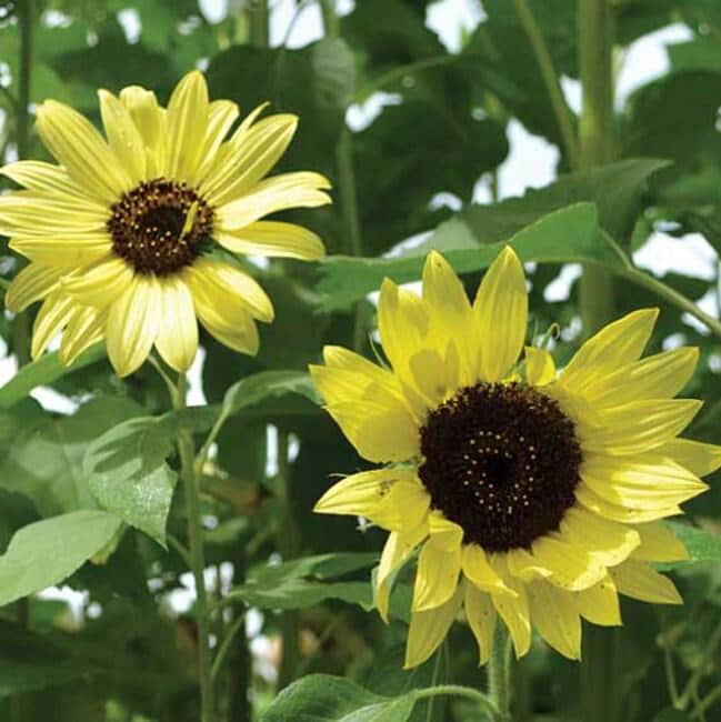Lemon Queen Heirloom Sunflower Seeds