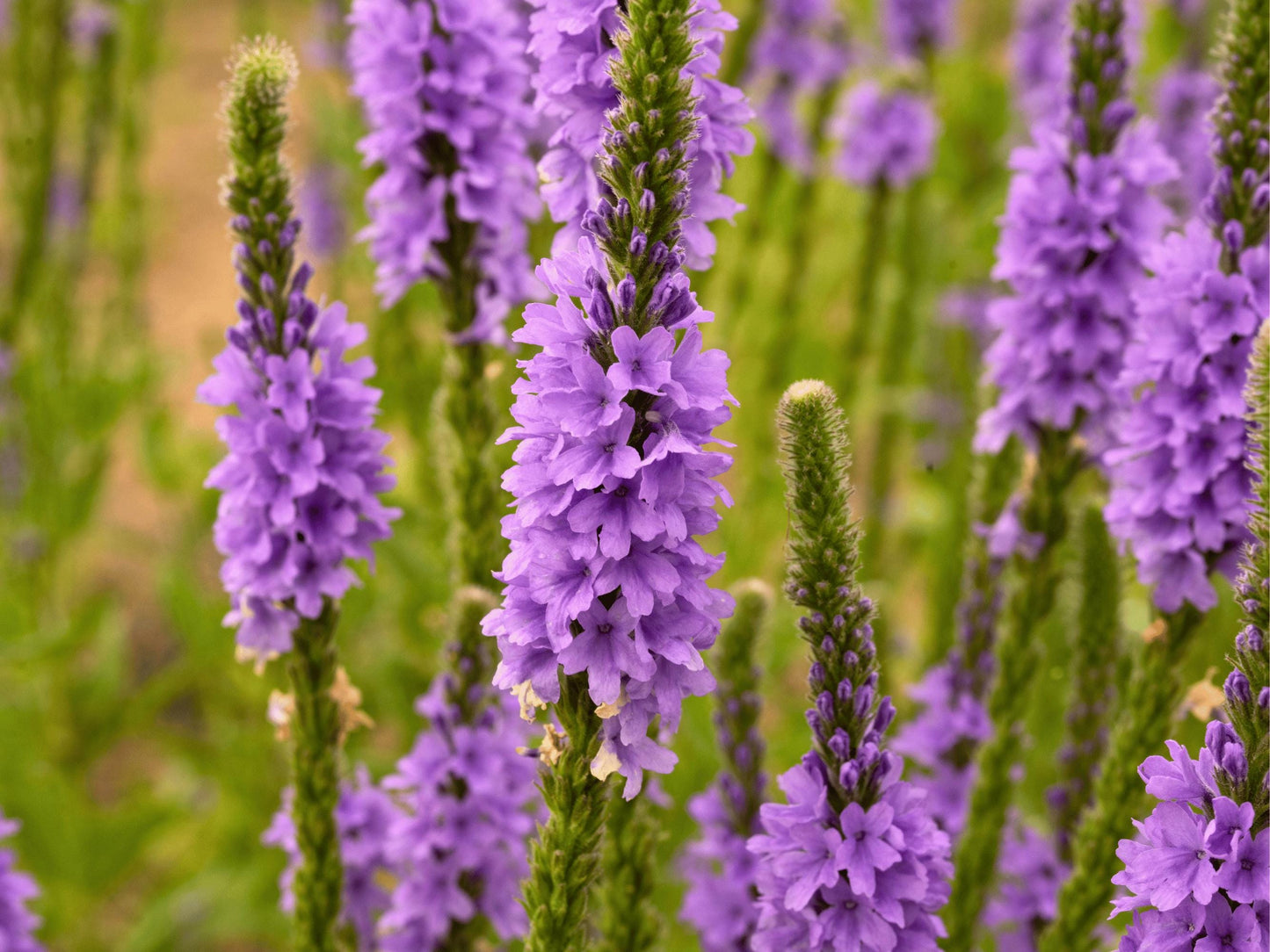 A close-up view of a field of tall, vibrant purple flowers with green stems.