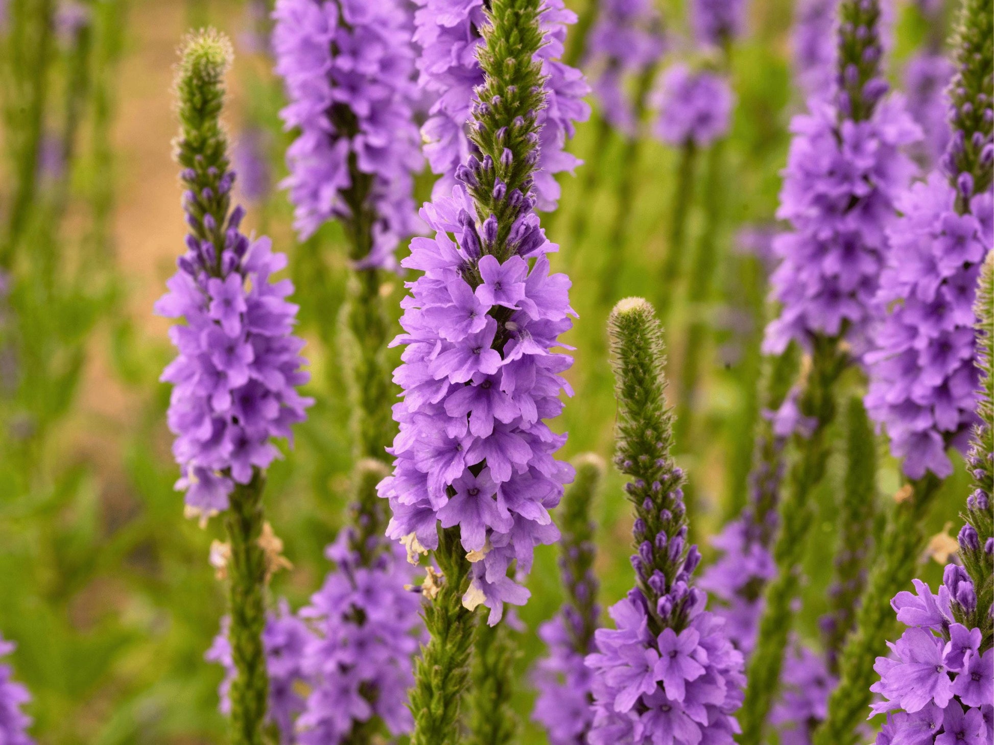 A close-up view of a field of tall, vibrant purple flowers with green stems.