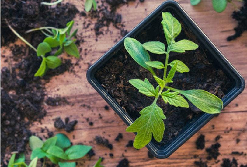 Mr Stripey Heirloom Beefsteak Tomato Seeds