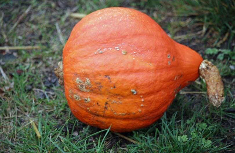 Golden Hubbard Heirloom Winter Squash Seeds
