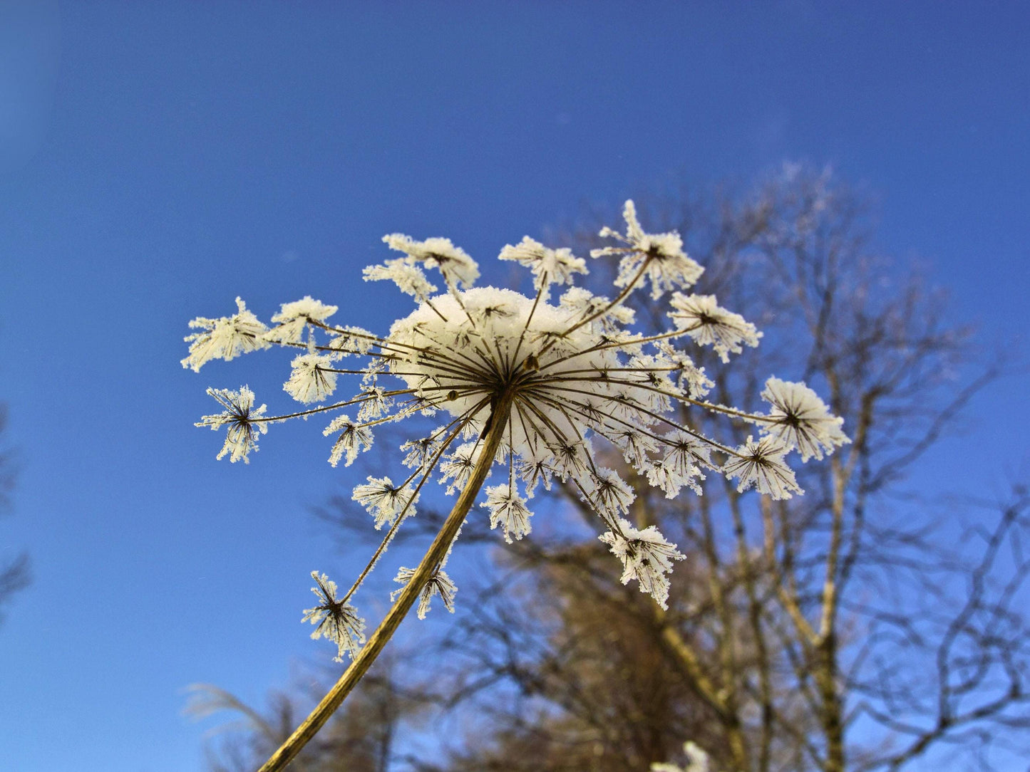 Angelica Heirloom Seeds
