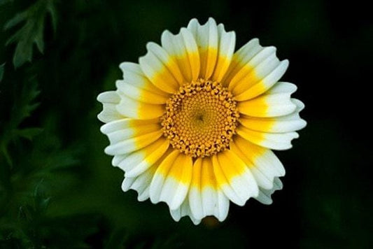 Garland Daisy Heirloom Seeds