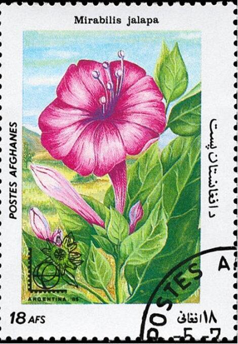 Four O'Clock Rose Heirloom Seeds