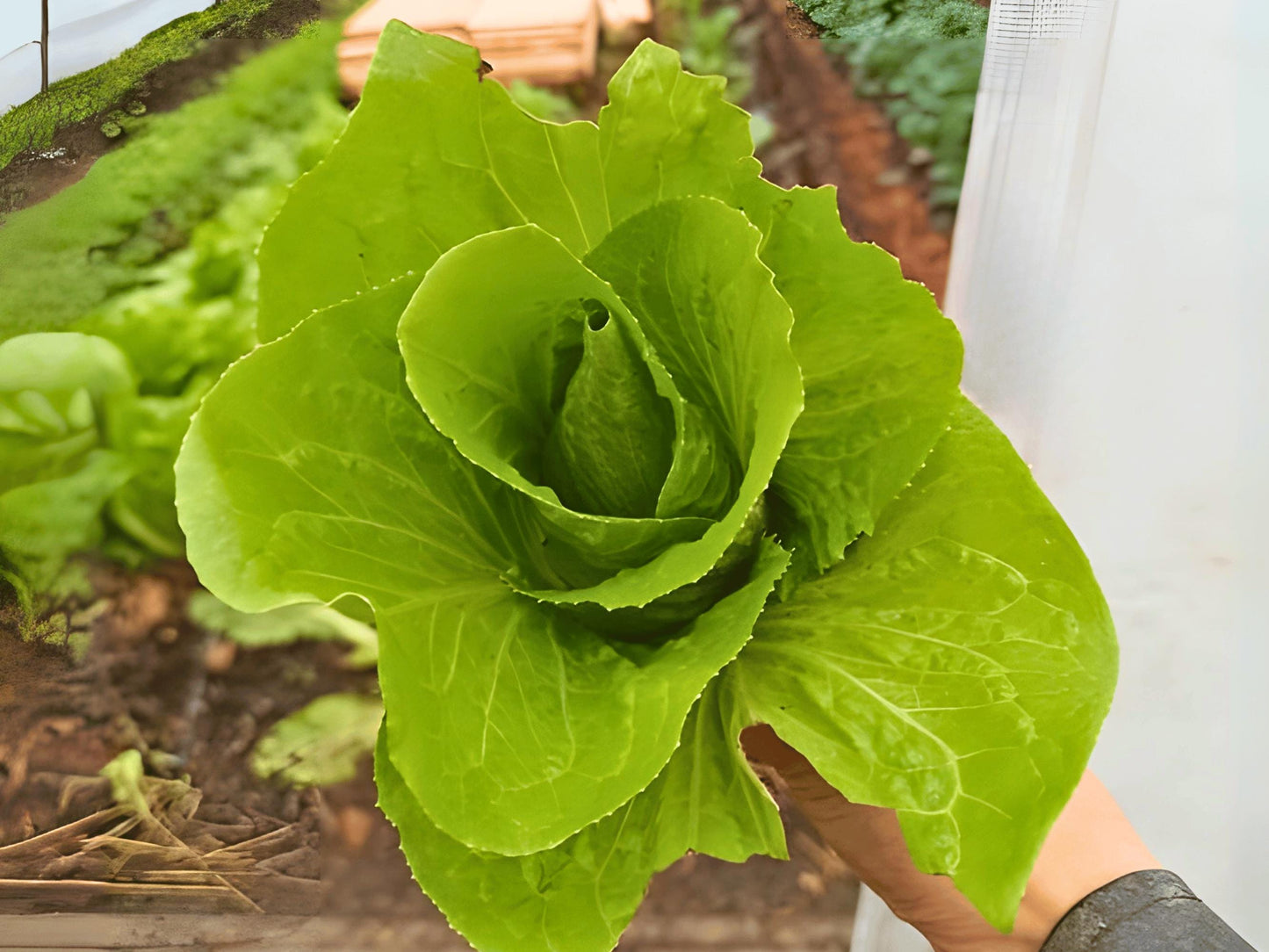 A hand holding a large, fresh head of green lettuce.