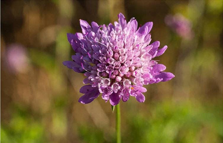 Imperial Blend Scabiosa Heirloom Pincushion Seeds