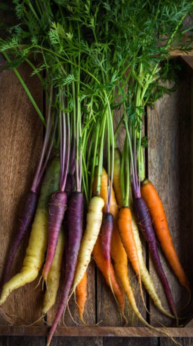 Rainbow Blend Heirloom Carrot Seeds