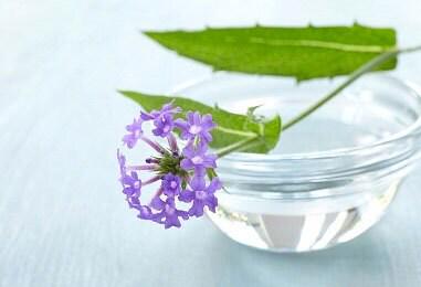 Brazilian Vervain Verbena Heirloom Seeds