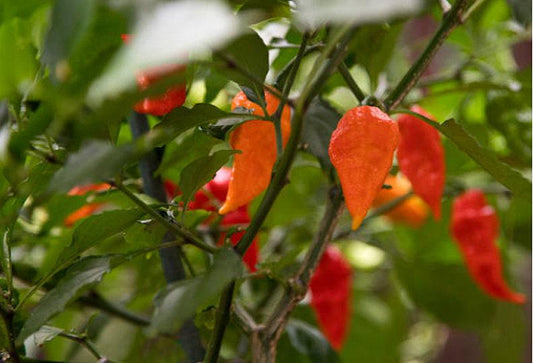 Ghost Bhut Jolokia Heirloom Hot Pepper Seeds