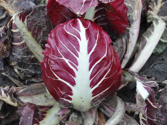 Rossa Di Verona Endive Heirloom Seeds