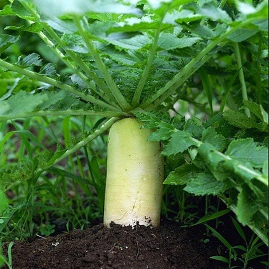 Daikon Japanese Heirloom Radish Seeds
