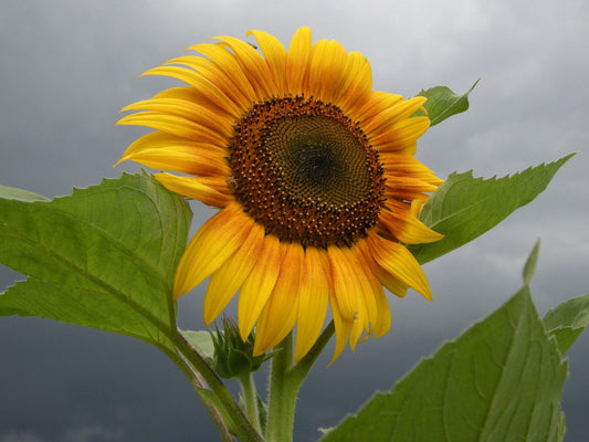 Mammoth Grey Stripe Heirloom Sunflower Seeds