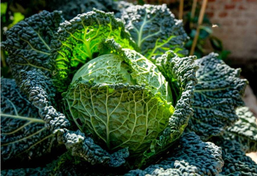 Perfection Savoy Heirloom Cabbage Seeds