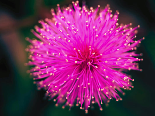 Sensitive Plant Mimosa Pudica Heirloom Seeds