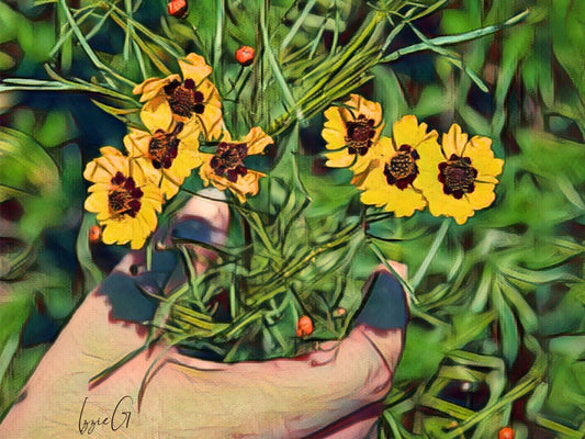 Dwarf Plains Coreopsis Heirloom Seeds
