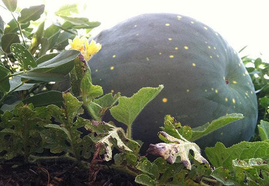 Moon & Stars Heirloom Watermelon Seeds