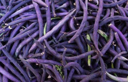 Louisiana Purple Pod Heirloom Bush Bean Seeds