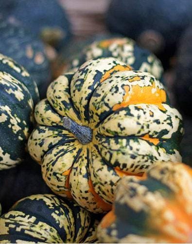 Sweet Dumpling Heirloom Winter Squash Seeds