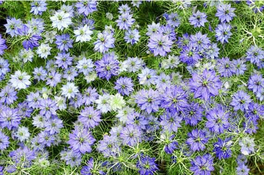 Love-In-A-Mist Nigella Heirloom Seeds