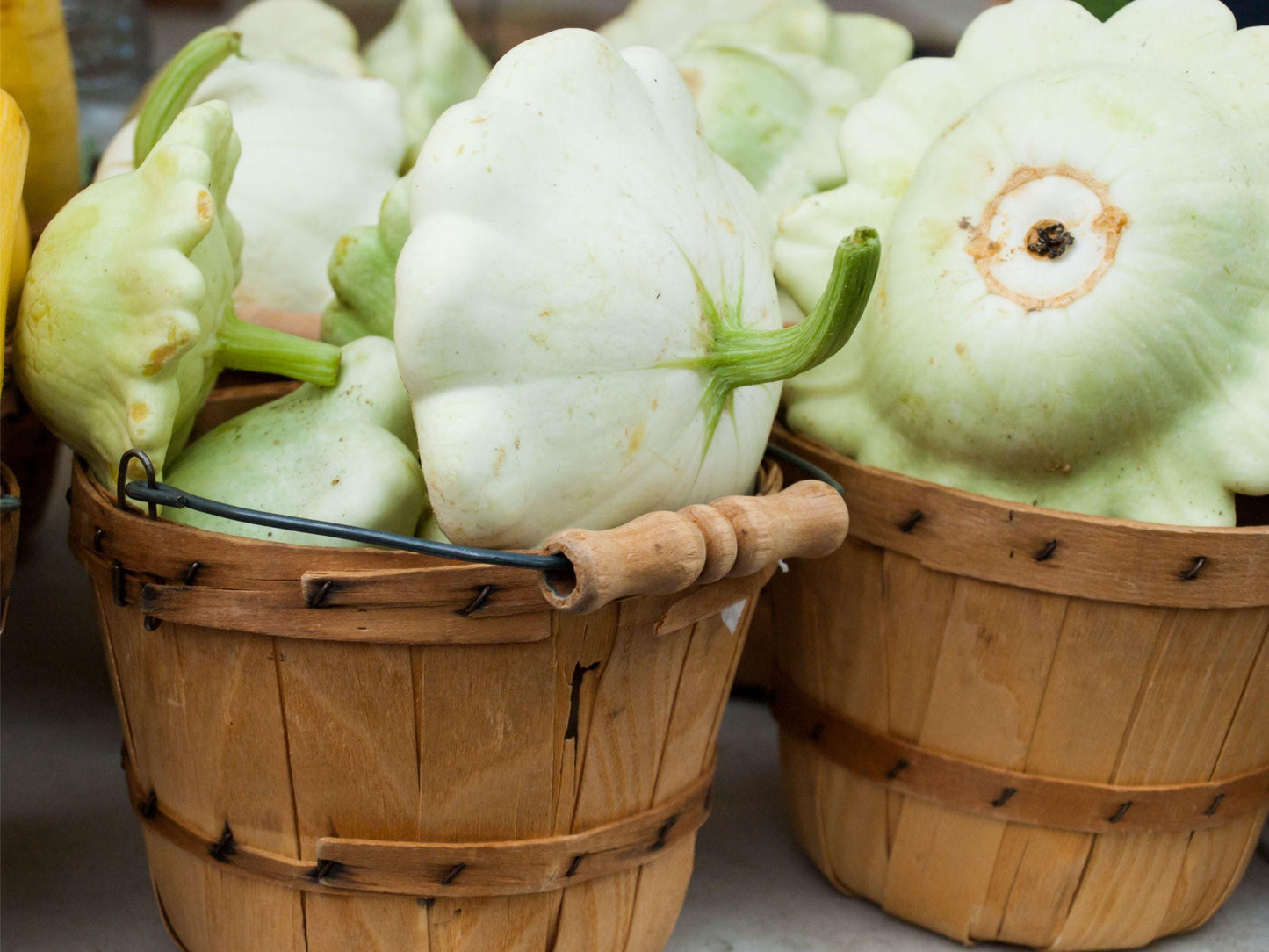 Bennings Green Tint Summer (Patty Pan) Squash Heirloom Seeds