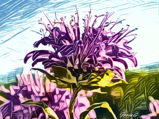 Wild Bergamot Monarda Heirloom Seeds