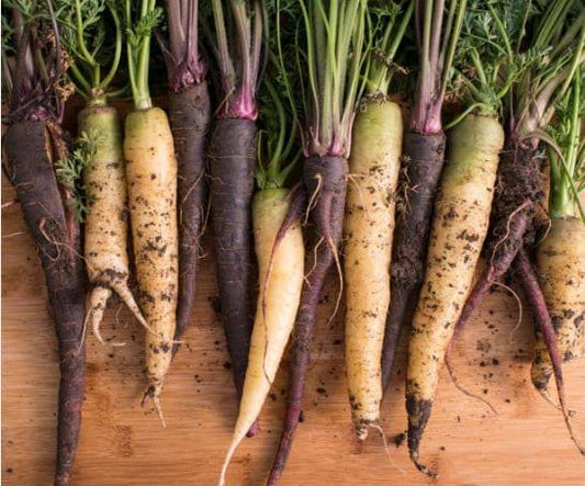Monochrome Mix Heirloom Carrot Seeds