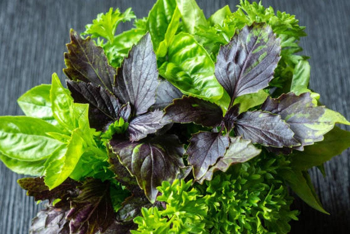 Dark Opal Purple Heirloom Basil Seeds