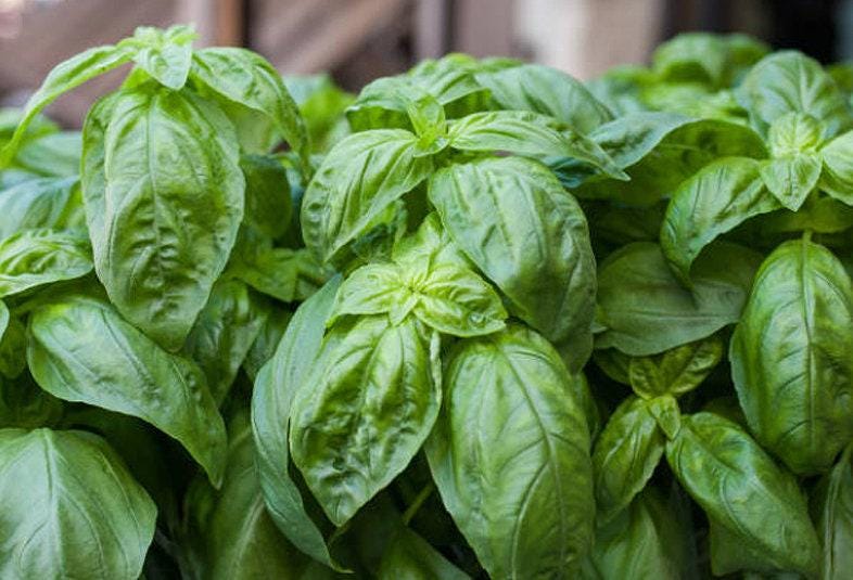 Large Leaf Heirloom Basil Seeds