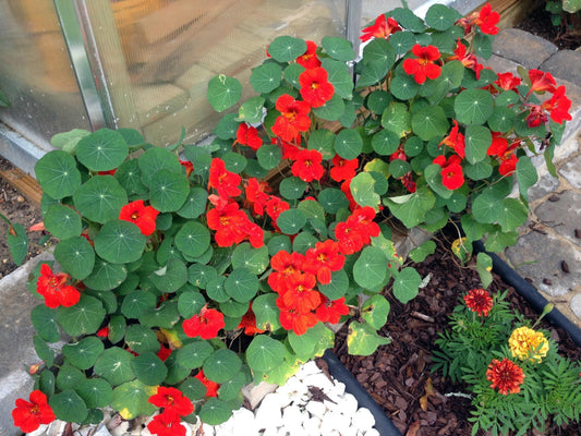 Empress of India Heirloom Nasturtium Seeds