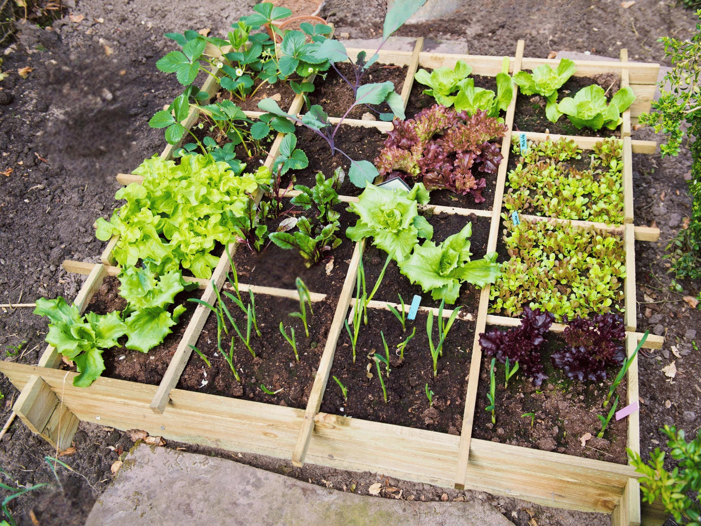 A raised garden bed filled with various types of leafy greens and other vegetables, including lettuce, spinach, and radishes, arranged in a grid-like pattern.