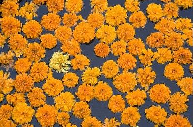 Sparky Blend French Marigold Heirloom Seeds