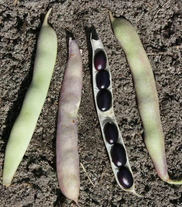 Black Turtle Heirloom Bean Seeds