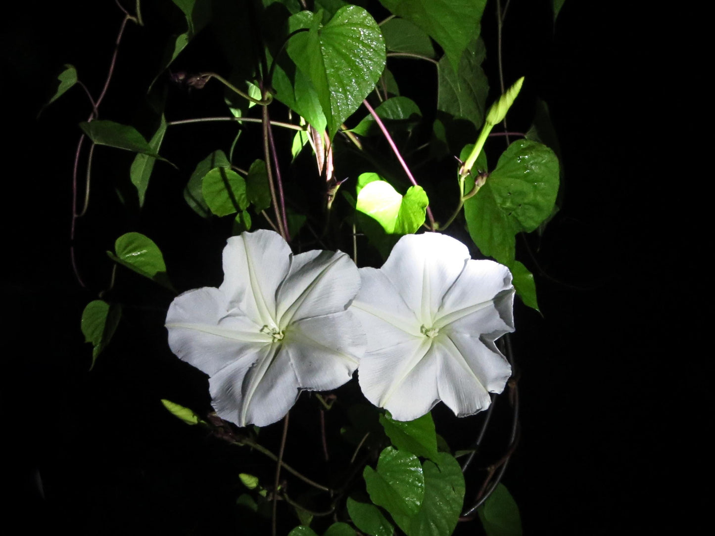 Moonflower Vine Heirloom Seeds