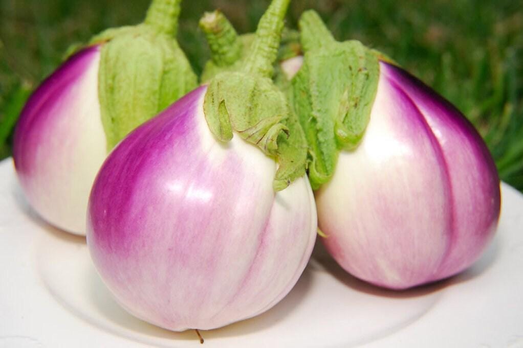 rosa bianca eggplant seeds Rosa Bianca Eggplant Seeds