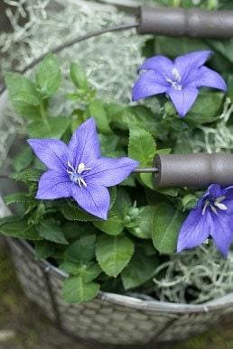 Tussock Bellflower Flower Heirloom Seeds