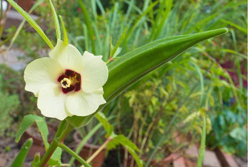 Emerald Okra Heirloom Seeds