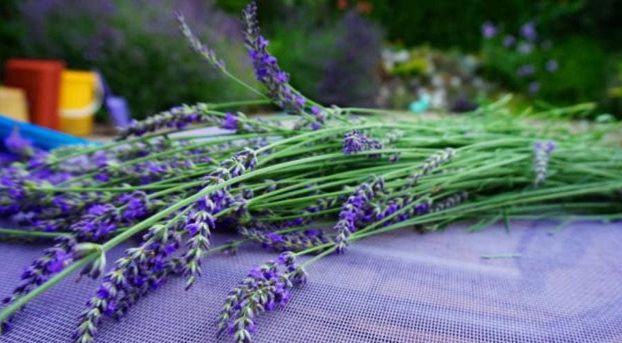 English Tall/Vera Lavender Heirloom Seeds