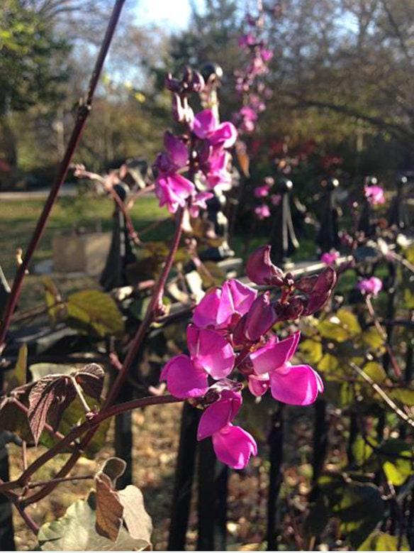 Hyacinth Bean Heirloom Seeds