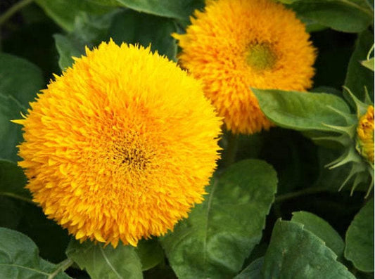 Teddy Bear Heirloom Sunflower Seeds